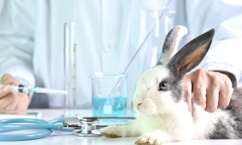 Animal Testing On Animals