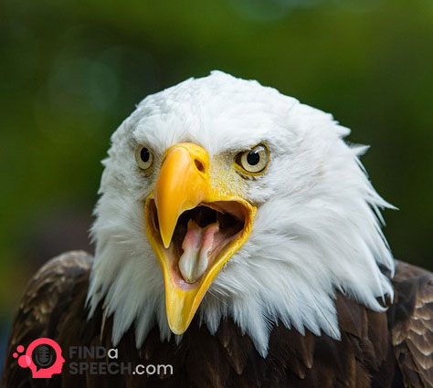 American bald Eagle