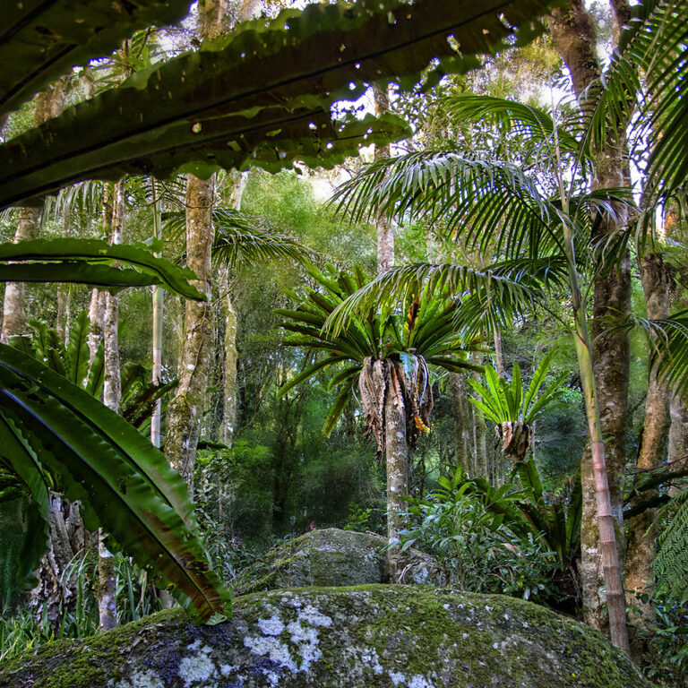 A Short Speech on Protect the Gondwana Rainforest