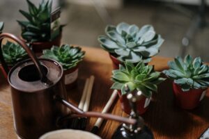 6 Reasons Never to Overwater Your Succulent Plants – 2024 Guide