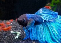 5 Tips And Tricks For Raising A Healthy Betta Fish – 2024 Guide