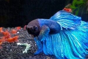 5 Tips And Tricks For Raising A Healthy Betta Fish – 2024 Guide