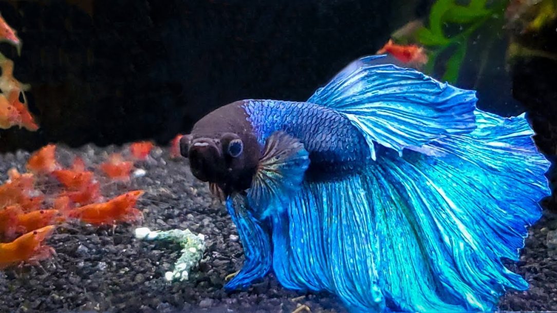 betta fish health