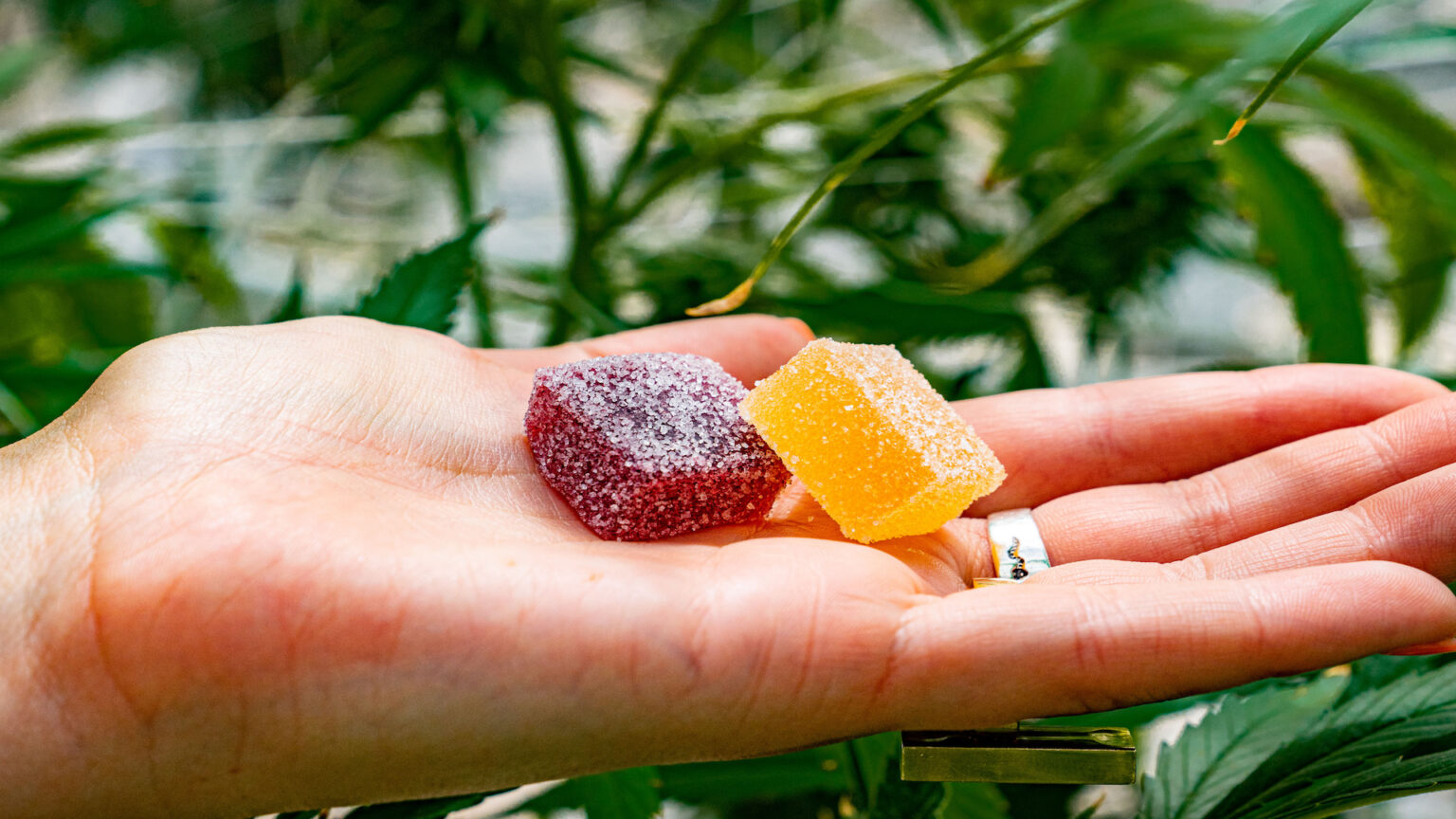 7 Tips for Taking Delta8 THC Gummies For the First Time The Video Ink