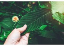 Does Kratom Have Abuse Potential?