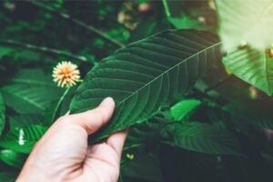 Does Kratom Have Abuse Potential?