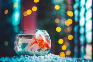 4 Tips for Choosing the Right Filter for Your Aquarium