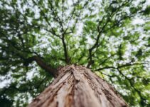 How Can You Tell if a Tree Is Dangerous – 2024 Guide