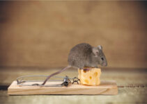 DIY vs. Professional Rodent control: What Are the Differences?