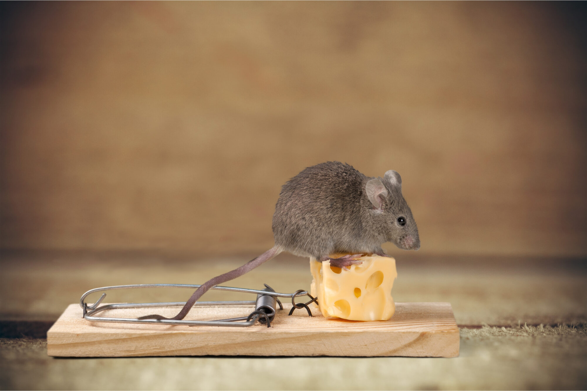 DIY vs. Professional Rodent control: What Are the Differences?