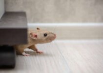 Who Is Responsible For Rodent Control In A Rental Property