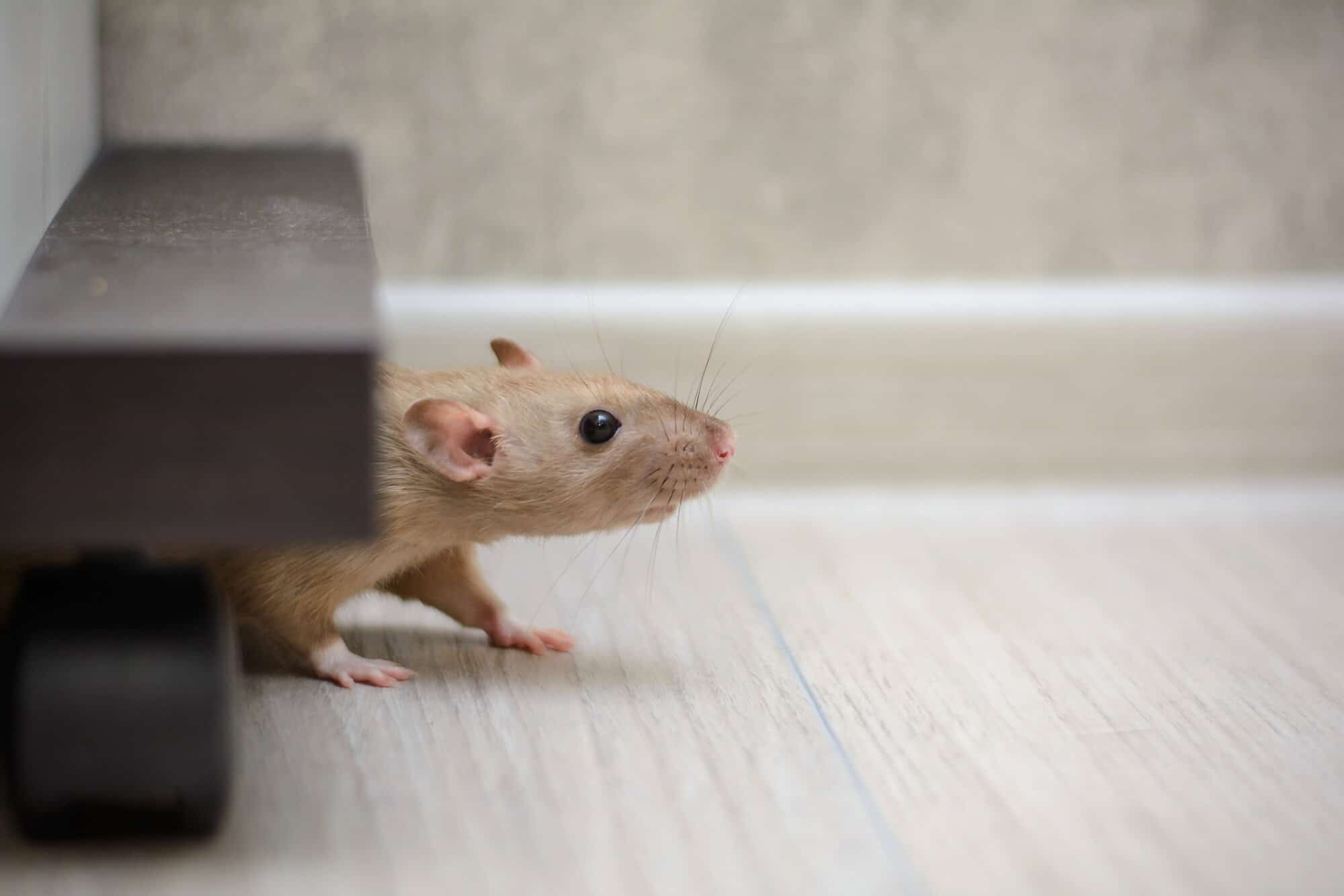 Who Is Responsible For Rodent Control In A Rental Property