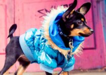 Dressing Your Dog: Tips and Tricks for a Fashionable Pup