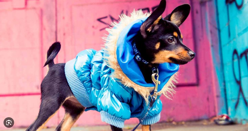 Tips On Dressing Your Dog In The Latest Fashions | Fashionisers©