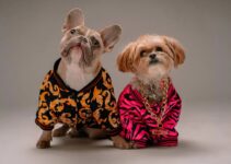14 Fashion Tips to Keep Your Dog Looking Fabulous (2024)