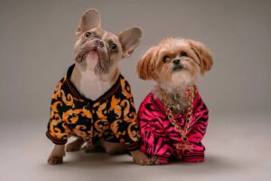 14 Fashion Tips to Keep Your Dog Looking Fabulous (2024)
