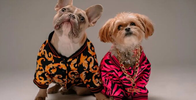 Fashion Tips for dogs
